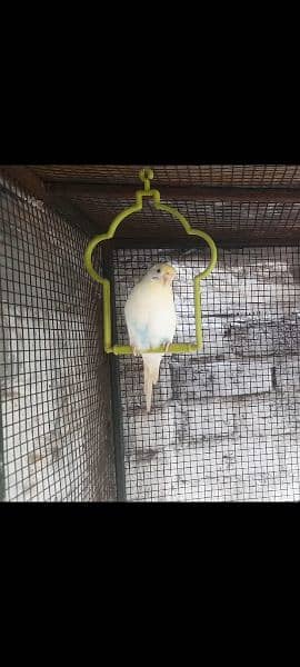 budgies parrot For sale Only Single piece female 0