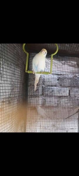 budgies parrot For sale Only Single piece female 1