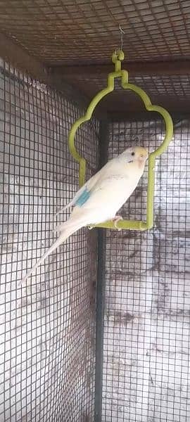 budgies parrot For sale Only Single piece female 2