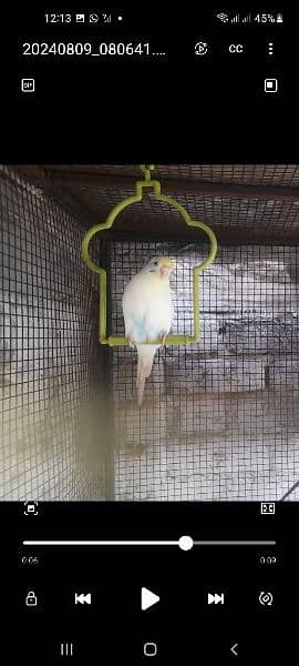 budgies parrot For sale Only Single piece female 3