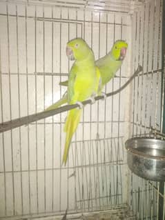 Green Ring Neck Breeder pair