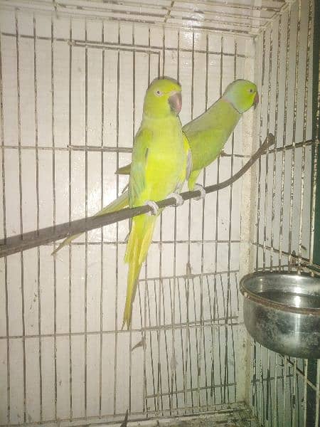 Green Ring Neck Breeder pair 1