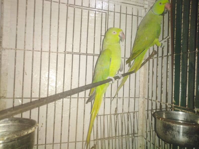 Green Ring Neck Breeder pair 2