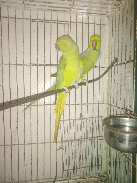 Green Ring Neck Breeder pair 3