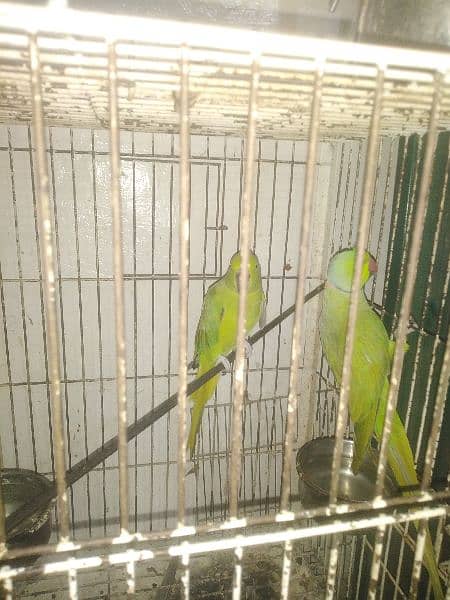 Green Ring Neck Breeder pair 4