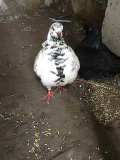 Modena female pigeon