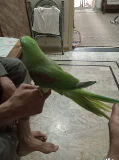 My Saling Rao parrots. 0314/2596/950.