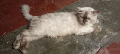 Himalayan Female cat|Punch face|Breeder