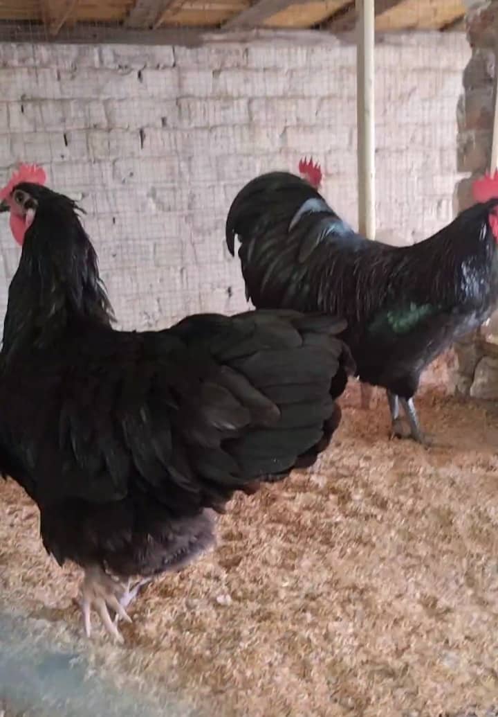 MA top quality Heritage Australorp and Rir Eggs 4