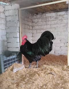 Australorp