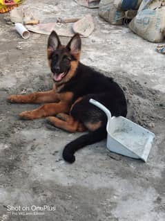 German Shepherd Female Puppy / gsd / Puppy / Dog for sale