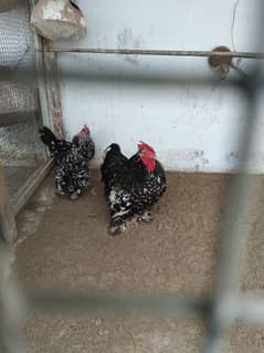 Motled bantam and milli flower