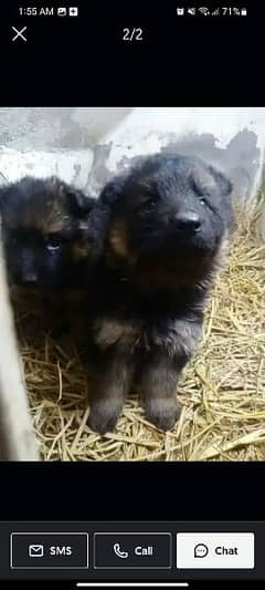 German Shepherd puppy urgent for sale