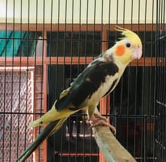 cockatiel