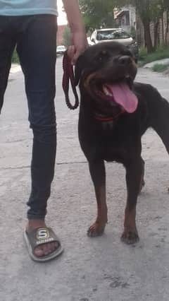 Rottweiler female for sale