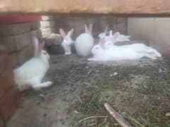 White rabbits