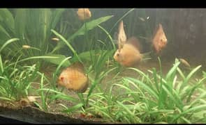 Discus Fish