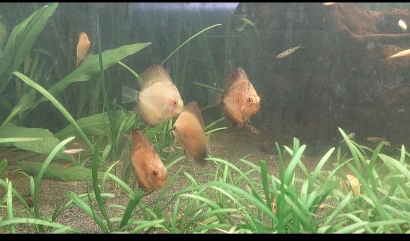 Discus Fish 2