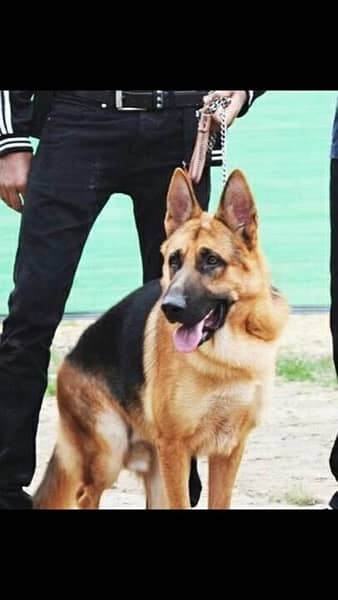 German shepherd female available for sale 3