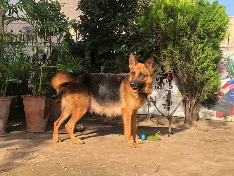 German shepherd female available for sale 4