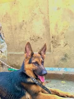 German shepherd male/ female available for sale