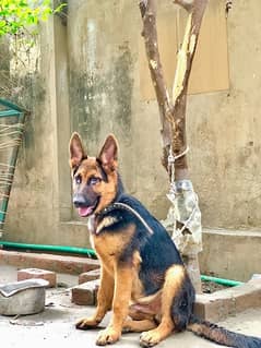 German shepherd female available for sale 0