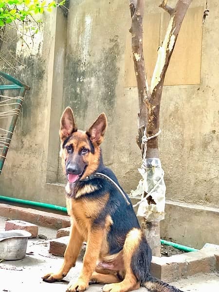 German shepherd female available for sale 1