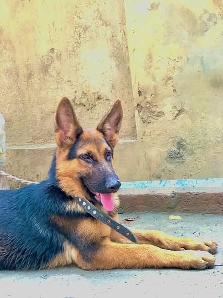 German shepherd female available for sale 2