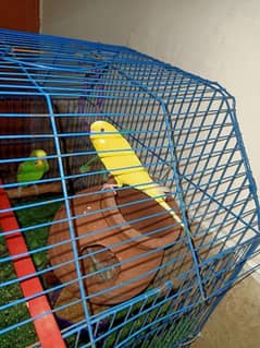 budgies pair