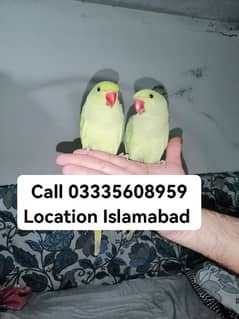 Single 4300 Hand Tamed Friendly Green Ring Neck Parrot's Male/Female