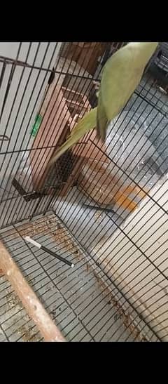 ringneck breeder pair