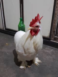 Hen