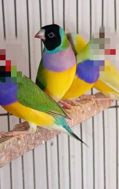 lady Gouldian finch pair sale all setup