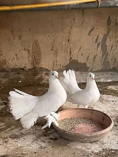 Pigeons for Sale at cheap price