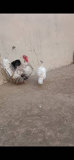 Turkey bird pair for sell