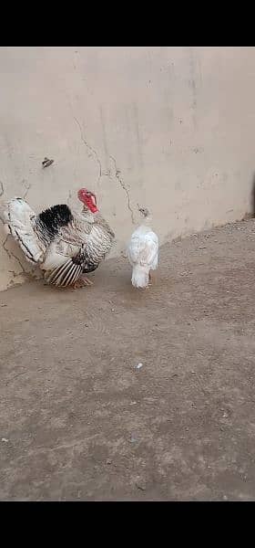 Turkey bird pair for sell 0