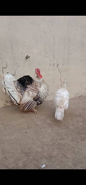 Turkey bird pair for sell 1