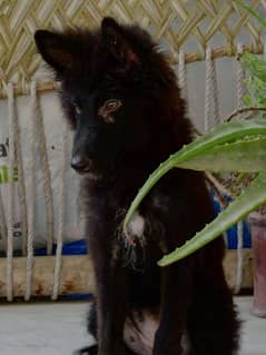 black German Shepherd