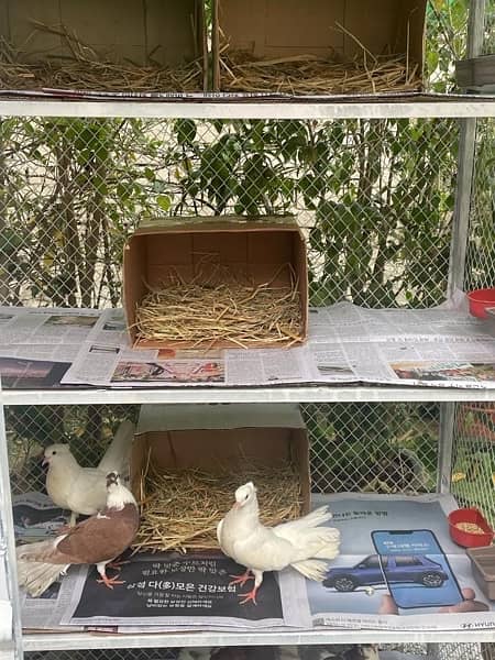 Birds/Rabbits/Pets Cages 1