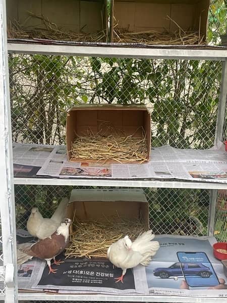 Birds/Rabbits/Pets Cages 2