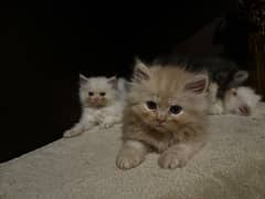 Triple Coated Persian Kittens