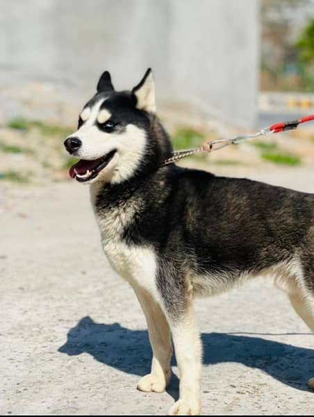 siberian husky 3