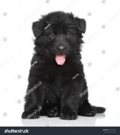 Black German shepherd puppies for sale