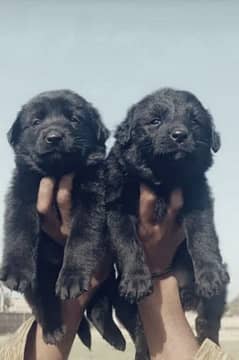 balck shepherd dubal cout pair 2 mahnt for sale