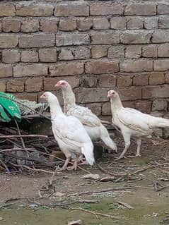 heera aseel big hens for sale in wah cantt