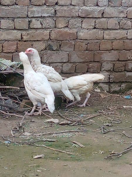 heera aseel big hens for sale in wah cantt 1