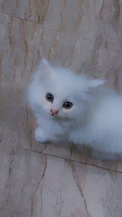 Persian long coat semi punch face kitten for sale | All accessories