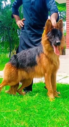 proper long coat full low back heavy sticher active male for sale