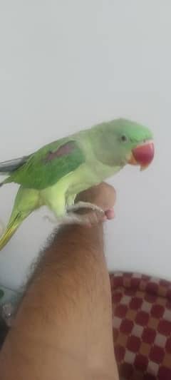 Raw parrot Hand tamed