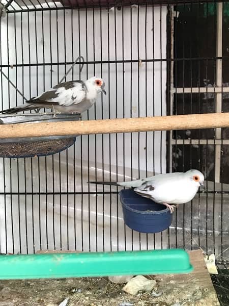 dimond pied dove pair with chicks and eggs and pathay available 3